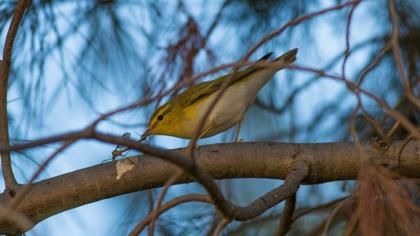 Wood Warbler