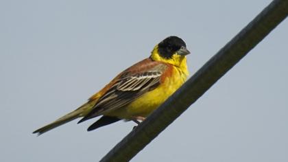 Karabaşlı kirazkuşu