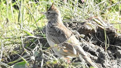 Crested Lark