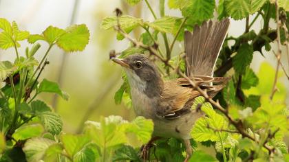 Common Whitethroat