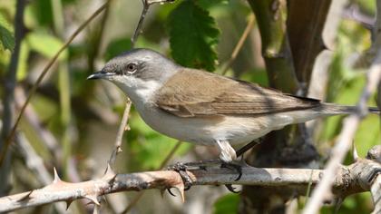 Lesser Whitethroat