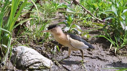 Little Bittern