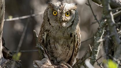 Eurasian Scops Owl