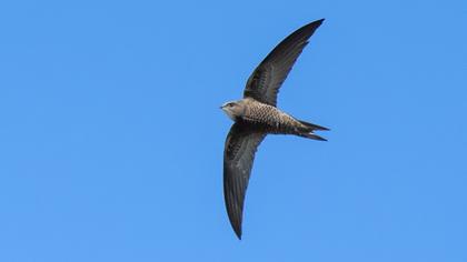 Pallid Swift