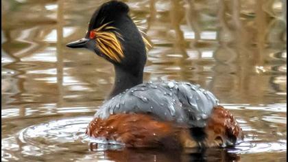 Black-necked Grebe