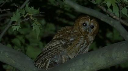 Tawny Owl