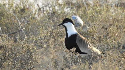 Spur-winged Lapwing