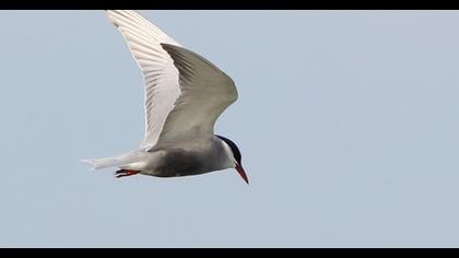 Whiskered Tern