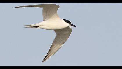 Gull-billed Tern