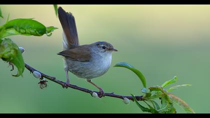 Cetti`s Warbler
