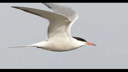 Common Tern