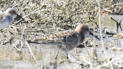 Curlew Sandpiper