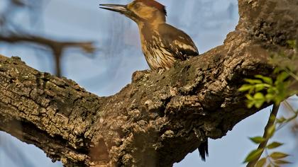 White-backed Woodpecker