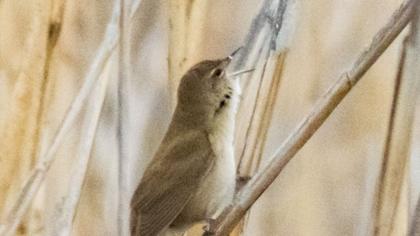 Bataklık kamışçını