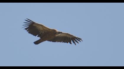 Griffon Vulture