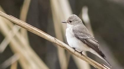 Spotted Flycatcher