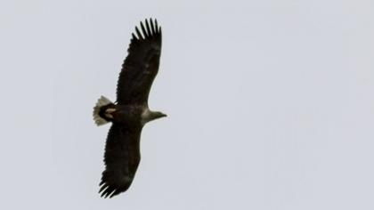 White-tailed Eagle