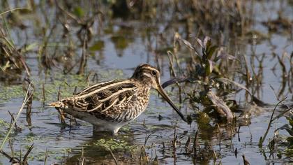 Common Snipe