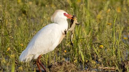 Western Cattle Egret