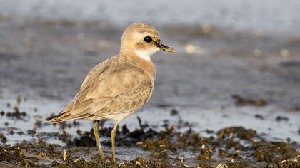 Greater Sand Plover