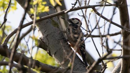 White-backed Woodpecker