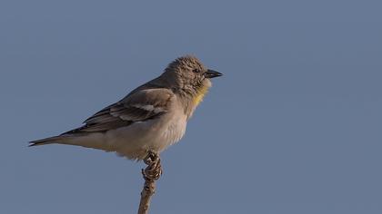 Yellow-throated Sparrow