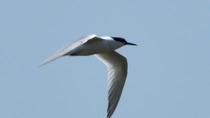 Sandwich Tern