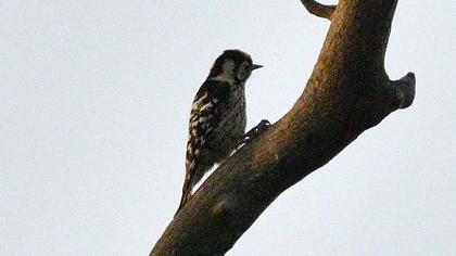 Lesser Spotted Woodpecker