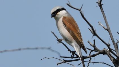 Red-backed Shrike