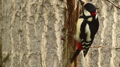 Great Spotted Woodpecker
