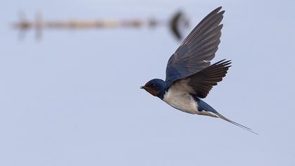 Barn Swallow