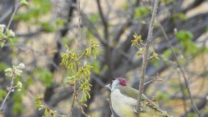 European Green Woodpecker