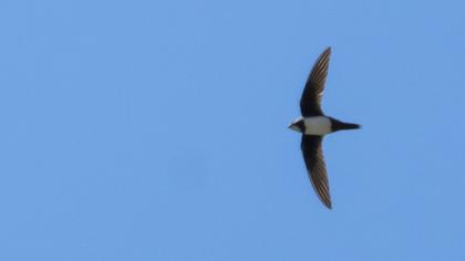 Alpine Swift