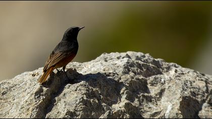 Black Redstart