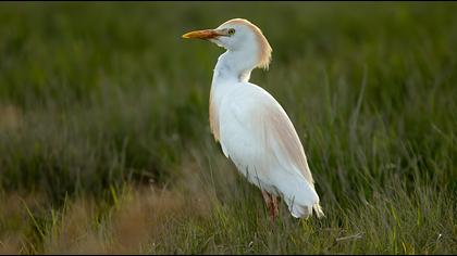 Western Cattle Egret