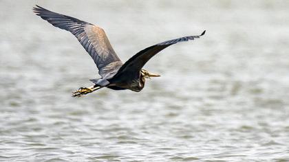 Purple Heron