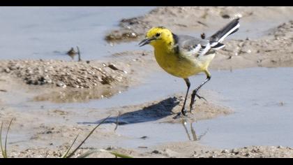 Citrine Wagtail
