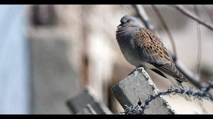 European Turtle Dove