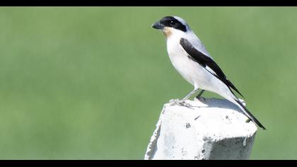 Lesser Grey Shrike