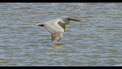 Dalmatian Pelican
