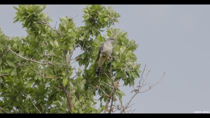 Common Cuckoo