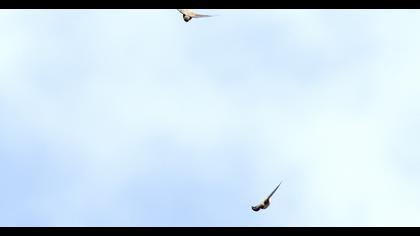 Eurasian Crag Martin