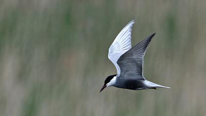 Whiskered Tern