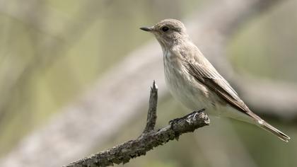 Spotted Flycatcher