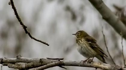 Tree Pipit