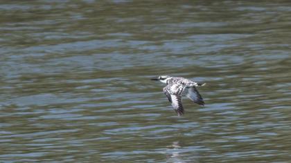 Alaca yalıçapkını