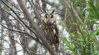 Long-eared Owl
