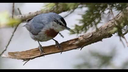 Krüper`s Nuthatch
