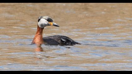 Red-necked Grebe