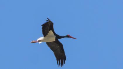 Black Stork